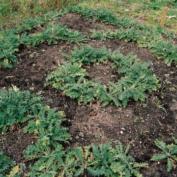 Thistlegardenproject